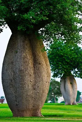 08003fgr-b292-342x512.webp