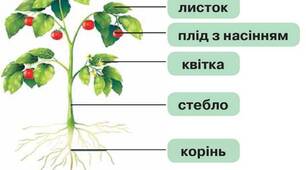 Конспект уроку з "Пізнаємо природу" 5 клас на тему: "Урок 45 Які органи у квіткової рослини."