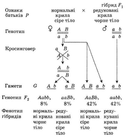 08003gxn-4528-261x284.png
