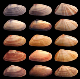 08003h66-ec1e-270x267.png