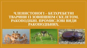 Презентація "Членистоногі – безхребетні тварини із зовнішнім скелетом. Ракоподібні. Промислові види ракоподібних."