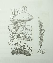 08003jot-72d1-222x263.jpg