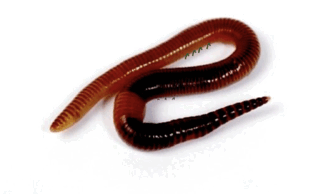 08003maw-d663-313x194.png