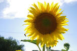 Україна та сонях – Ukraine and sunflower — Hive
