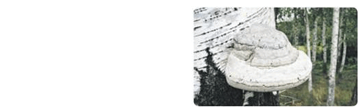 08003xji-420a-628x190.png