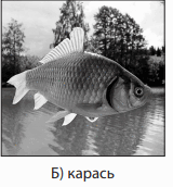08003ylc-a7b0-160x172.png