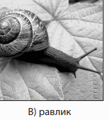 08003ylh-3b17-155x170.png