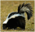 08003z6q-101a-119x110.png