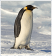 08003z85-826b-104x112.png