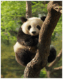 08003z98-21dd-93x116.png