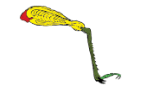 08004bfq-85fd-147x91.png