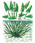 08004cv3-685c-122x149.png