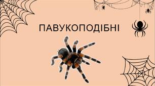 Презентація на тему: "Павукоподібні" 7 кл НУШ