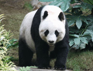 08004jdc-d608-386x296.png