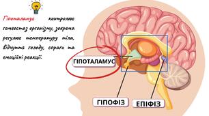 Вегетативна нервова система. Захворювання нервової системи.