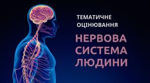 Тестування: Нервова система людини.
