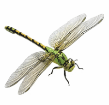 08004kla-7879-225x215.png