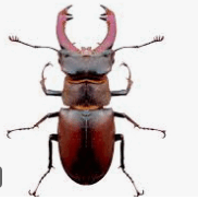 08004klx-5b51-182x183.png