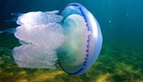 08004oxl-7d20-203x116.jpg