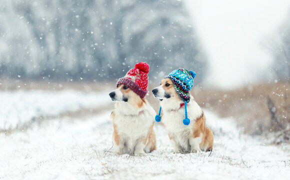 Funny Dog Snow Images – Browse 79,872 Stock Photos, Vectors, and Video | Adobe Stock