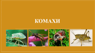 Презентація "Комахи".