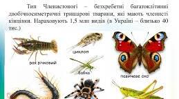 Членистоногі – безхребетні тварини із зовнішнім скелетом. Ракоподібні. Промислові види ракоподібних
