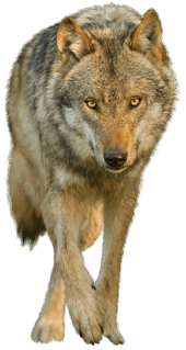 080053xd-1ad1-170x319.png