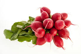Growing radishes in home gardens | UMN Extension
