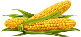 Sweetcorn - The Fruit Fields
