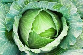 The Humble Cabbage — Medford Food Co-op