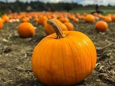 Are pumpkins safe for wildlife to eat? – Awesome Wildlife Co