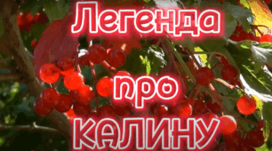 Легенда про Калину