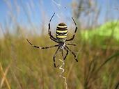 08005qv3-e2b0-171x128.jpg
