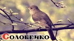 Вікторія Нечта – Соловейко - YouTube