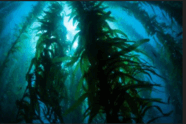 08005w72-d071-186x124.png