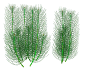 08005w75-9806-174x137.png
