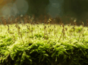 08005w79-65a4-177x132.png