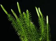 08005w7l-475b-181x134.png