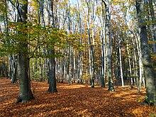 080063fp-c2c8-220x165.jpg