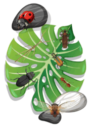 0800666n-aebe-184x248.png