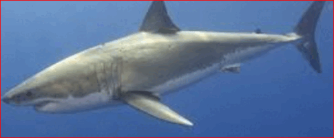 0800687m-ff0f-485x201.png