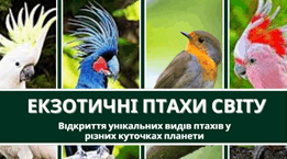 Екзотичні птахи світу: Відкриття унікальних видів птахів у різних куточках планети