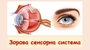 Зорова сенсорна система