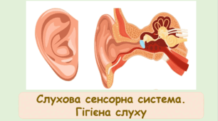 Слухова сенсорна система. Гігієна слуху