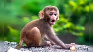 Not Enough Time In Universe For Monkeys To Pen Shakespeare: Study