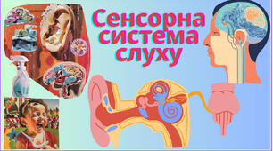 Сенсорна система слуху
