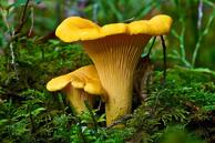 08006l29-a0b5-194x129.jpg