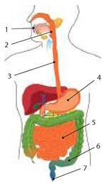 08006l74-2ad1-155x259.jpg