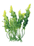 08006m08-fa7b-112x149.png