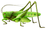 08006m0d-e124-156x98.png